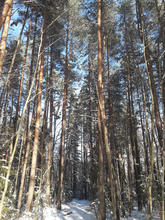 Сосновник на нагорье Лаго-Наки, фото зима 2019 г.
