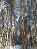 Сосновник на нагорье Лаго-Наки, фото зима 2019 г.
