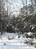 Тисовый подлесок на нагорье Лаго-Наки, фото зима 2019 г.